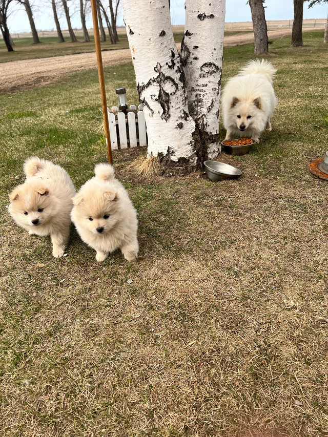  Pomeranian puppies  in Dogs & Puppies for Rehoming in Medicine Hat