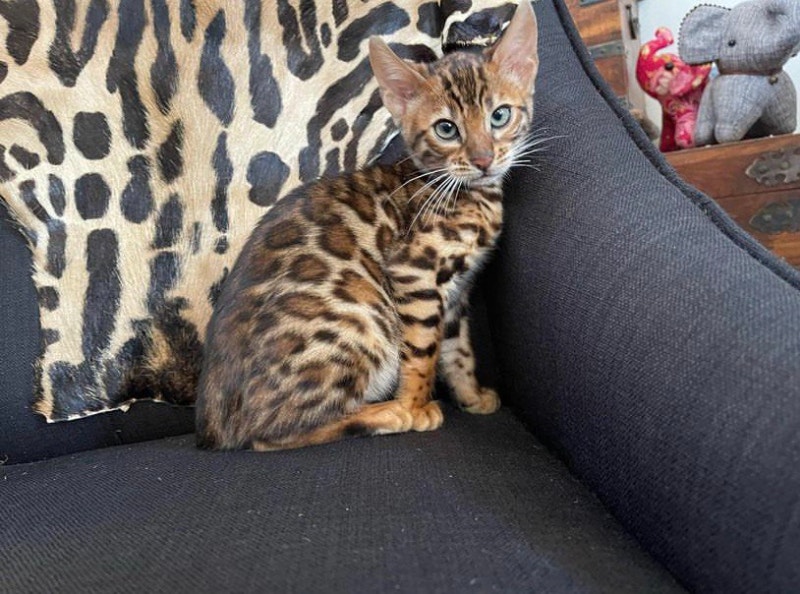 So Tica registered Bengal kittens with amazing spots Cats