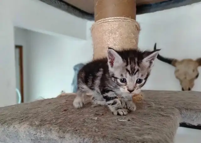 Chaton Highland Lynx desert in Cats & Kittens for Rehoming in Sherbrooke - Image 7