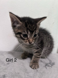  Egyptian Shorthair kittens for sale