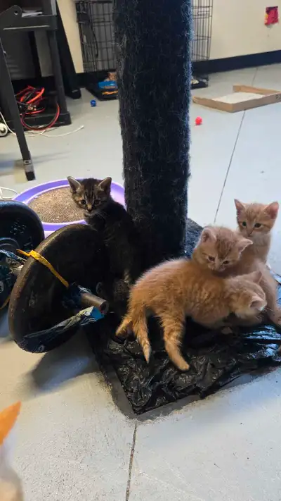 Little kittens need a home 4389697795, View more
