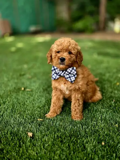Mini Goldendoodle (ONLY 1 BOY AVAILABLE), View more