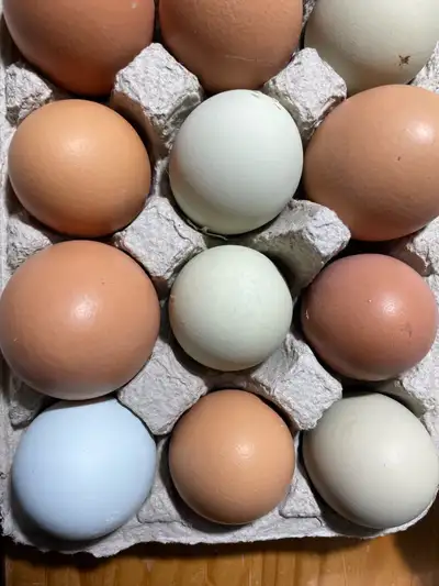 œufs fécondés, View more