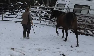 Half Andalusian Herd dispersal, View more