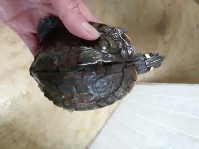 Breeding pair or Ouachita map turtles, View more