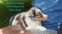 CBCA Registered (Purebred) Border Collie Puppies - Blue Merle!