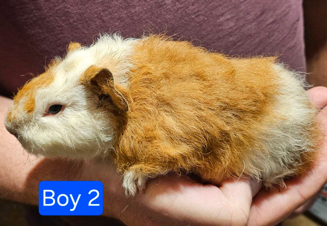 Baby Guinea Pigs in Small Animals for Rehoming in Moncton - Image 2