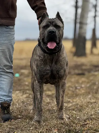 Cane Corso puppies, View more