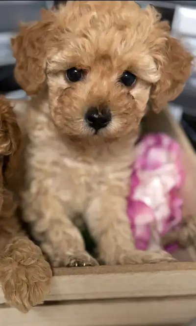 Toy poodles, View more