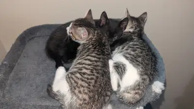 Kitten for rehoming, View more
