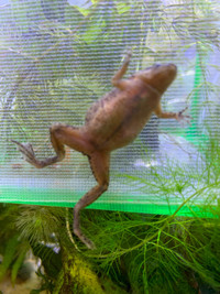 African dwarf frogs, freshwater