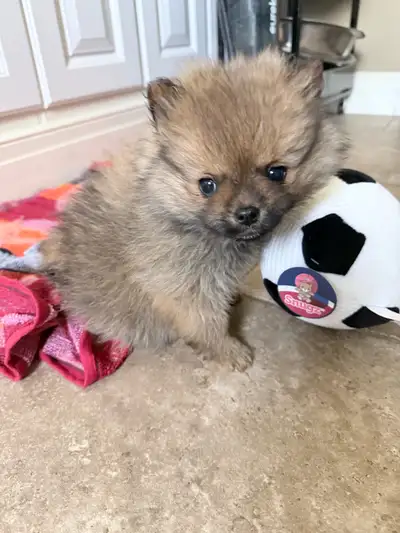 Toy Pomeranian puppy（gift for mother's day, View more