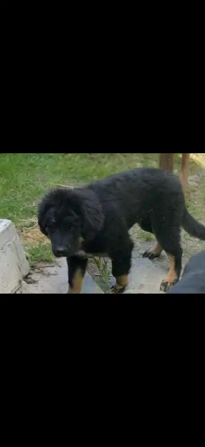 male puppy, View more