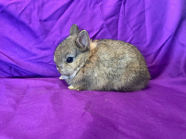 Netherland Dwarf Baby Bunnies in Small Animals for Rehoming in Delta/Surrey/Langley - Image 2