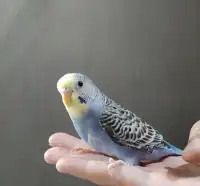 Young budgie for sale