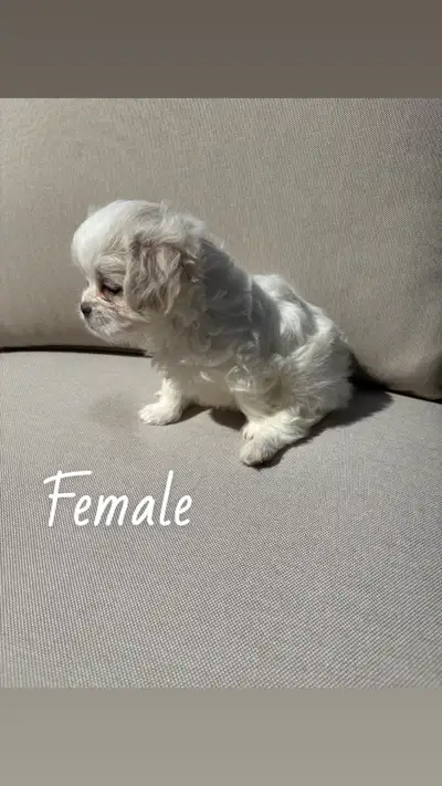 yorki , shih  tzu puppies, View more