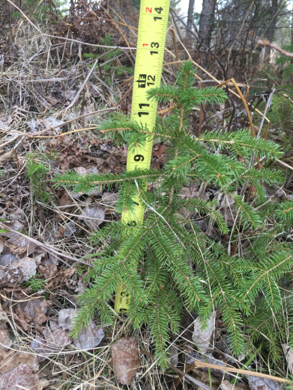 White Spruce tree seedlings in Plants, Fertilizer & Soil in Thunder Bay - Image 4