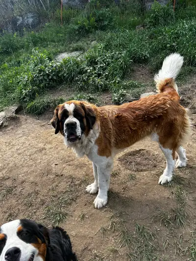 2yo St Bernard needs a new home, View more