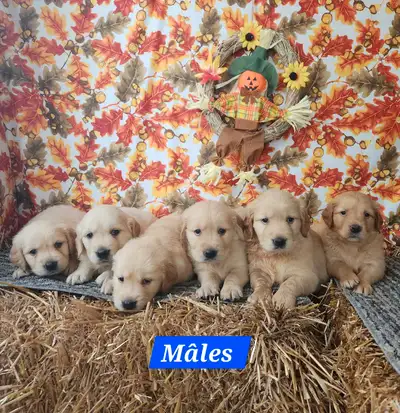 chiot golden retriever pure race pour octobre, View more