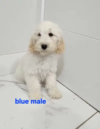 Poodles mini/toy white puppies , View more