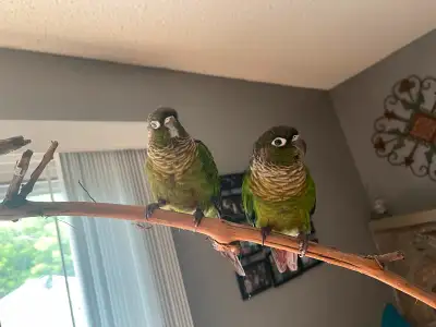 Two Bonded Conure, View more