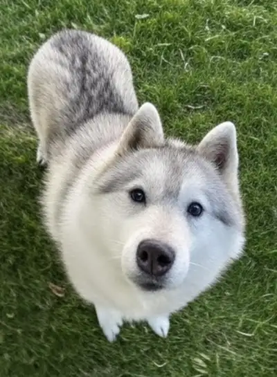 Gorgeous, neutered male senior Siberian husky looking for a new forever home as owner passed away. C...