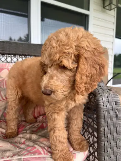 If your in the GTA I will be delivering a puppy to Mississauga this coming Saturday morning. You cou...