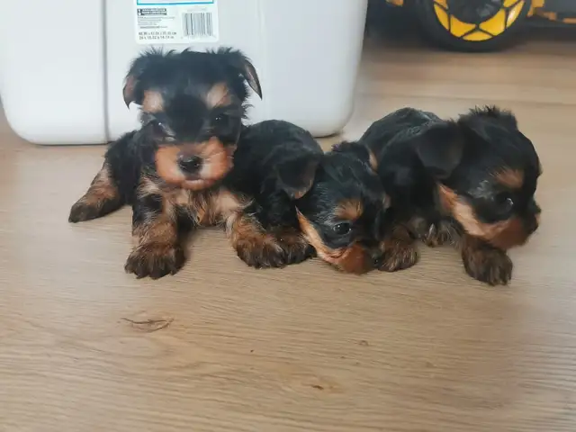 Yorkshire terrier puppies in Dogs & Puppies for Rehoming in City of Toronto - Image 7