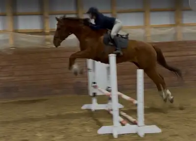 9 year old big TB gelding, View more