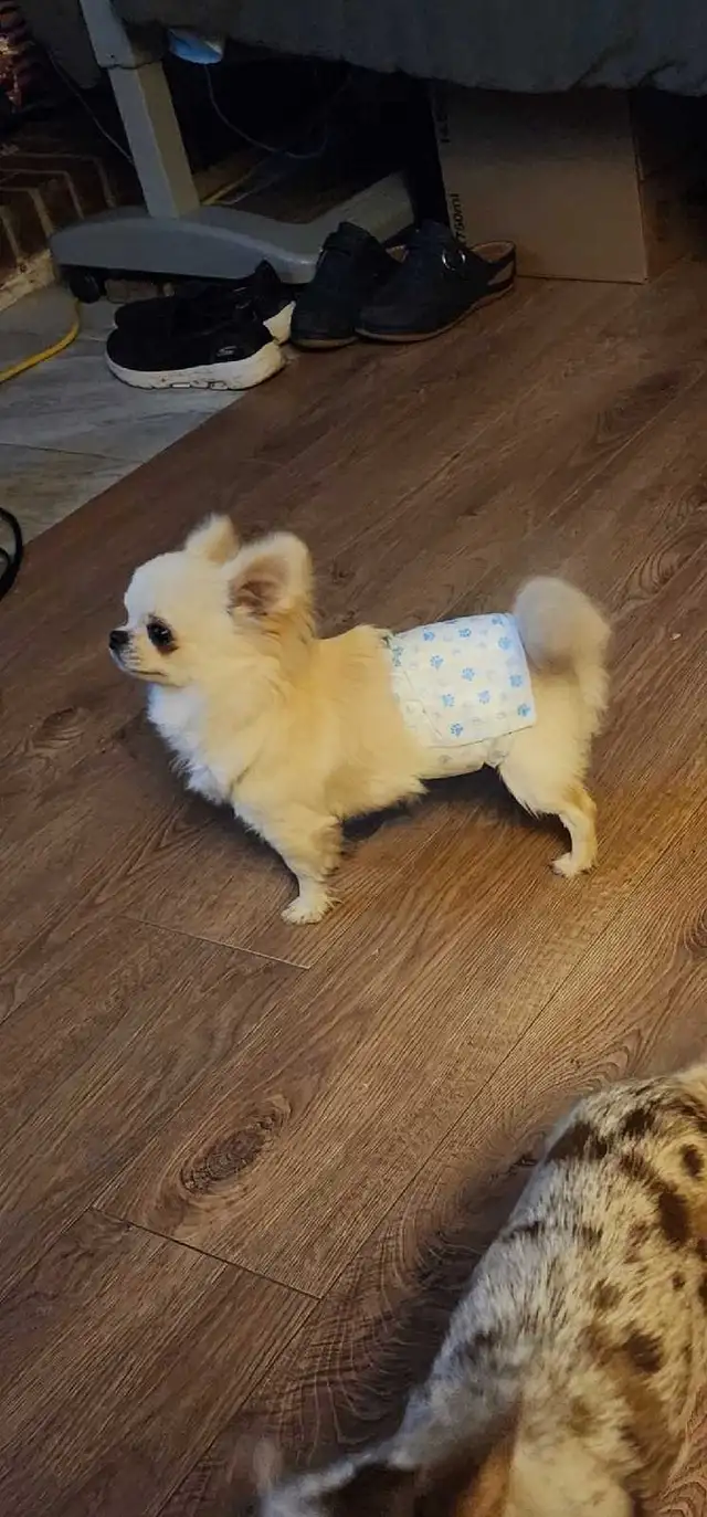 Chihuahua gorgeous puppies from Reputable Breeder in Dogs & Puppies for Rehoming in Ottawa - Image 10