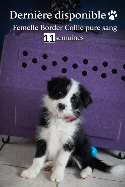 Nous avons une petite femelle Border Collie pure race noire et blanche de 11 semaines. Très affectue...