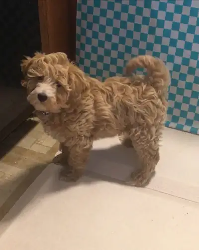 Female Maltipoo puppy $1300 born Jan 16 2025. She should be around 8 to 10lbs as an adult. Maltipoos...