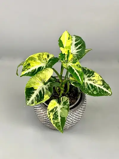 syngonium scrambled eggs wetstick, View more