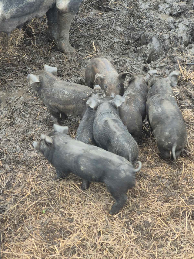 Large black/Gloucester spot piglets SOLD in Livestock in North Bay - Image 4