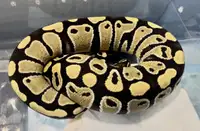 Python ball 