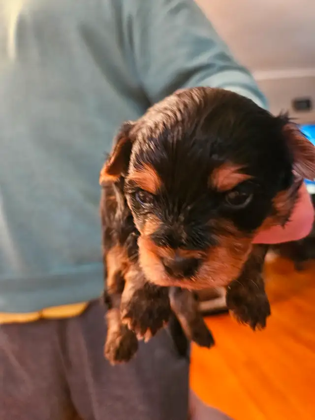 PUREBRED QUALITY YORKIES by Registered and experienced breeder in Dogs & Puppies for Rehoming in City of Toronto - Image 3