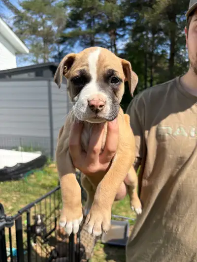 Puppies ready for their forever home, View more