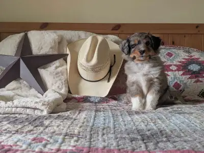 Miniature Australian shepherds, View more