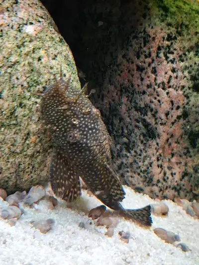 Between 3.5 to 5 inches all males, only have 1 female around 3.5 inches... couple albinos left males...
