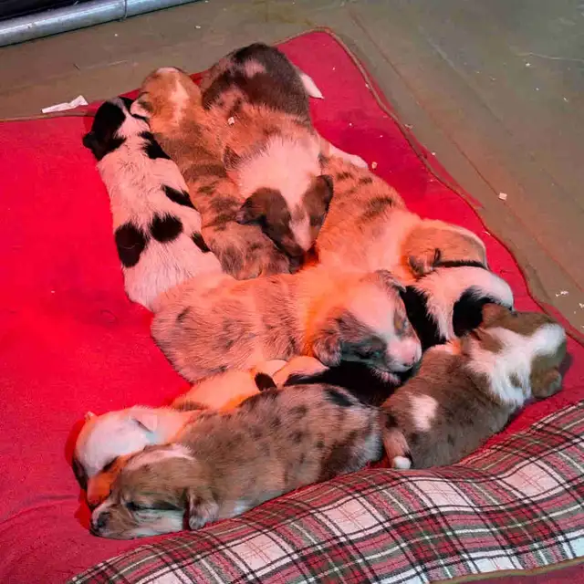 Merle Corgi Pups Only 2 Left in Dogs & Puppies for Rehoming in Red Deer - Image 2