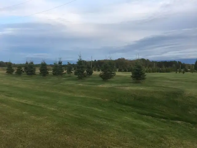 Spruce Trees63611959081091124