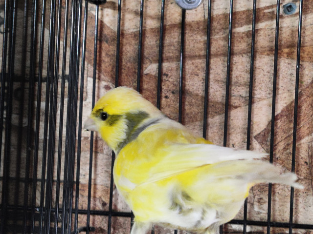 Spanish timbrados canaries in Birds for Rehoming in Calgary - Image 2