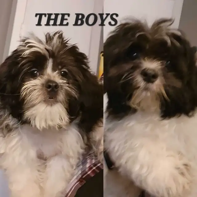 Shih Tzu Puppies Available! -NEW VIDEOS in Dogs & Puppies for Rehoming in St. Catharines - Image 4