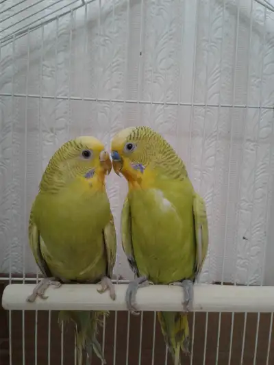 SUPER FRIENDLY BUDGIES $50 PER PAIR, View more