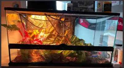Young bearded dragon about a year old. Healthy with complete tank set up. Greenery, bowls, calcium,...