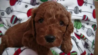 Cockapoo ,cavapoo miniature  TOUS RÉSERVÉ, View more