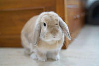 Looking for female holland lop