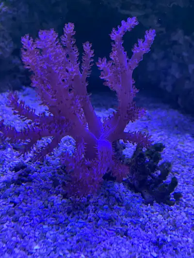 Kenya tree coral, View more