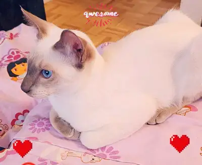 ♂️Mignons Chatons Siamois Vaccinés♂️Siamese Kittens Vaccinated, View more
