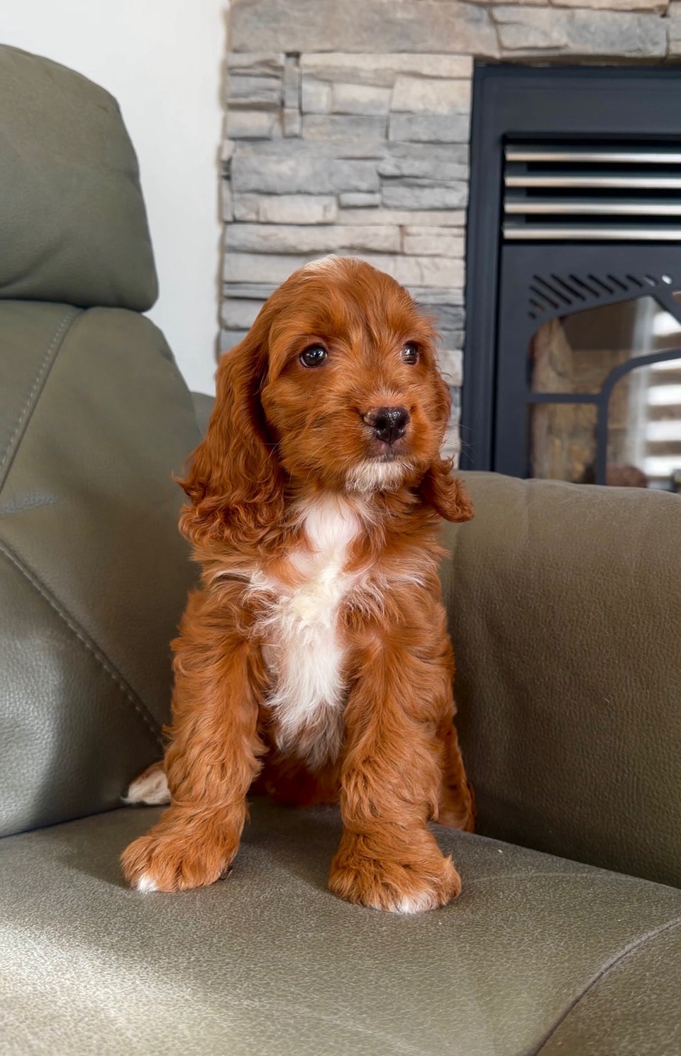 RED cockapoo puppy (cocker spaniel x poodle) chiot | Dogs & Puppies for ...